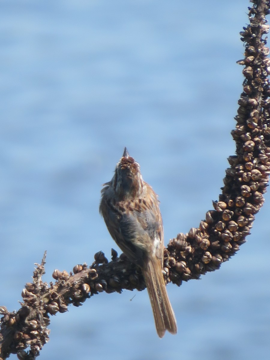 Song Sparrow - ML168230411