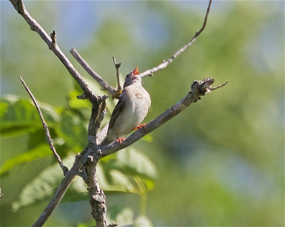Field Sparrow - ML168230511