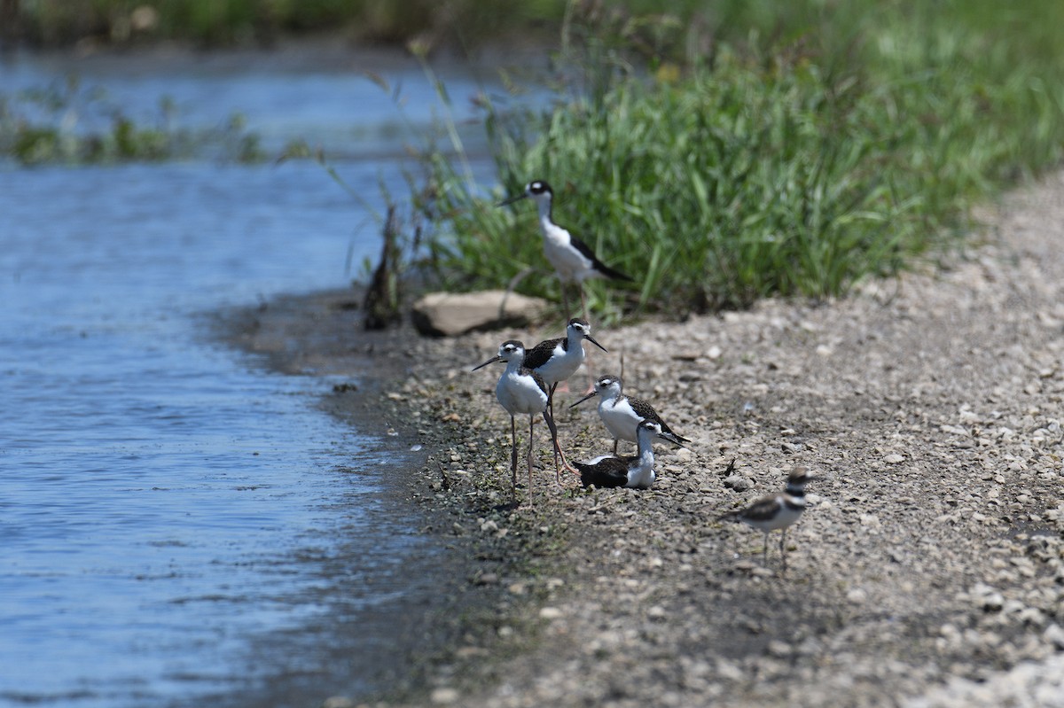 Black-necked Stilt (Black-necked) - ML168230741