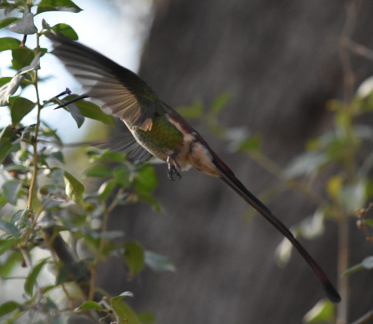 Red-tailed Comet - ML168232011