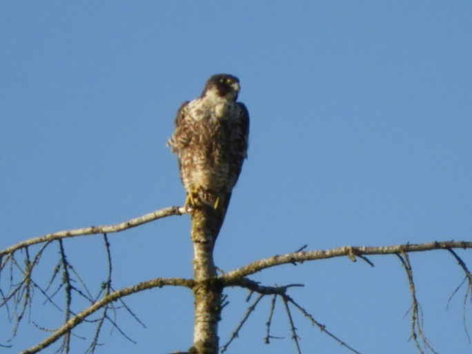 Peregrine Falcon - ML168234111