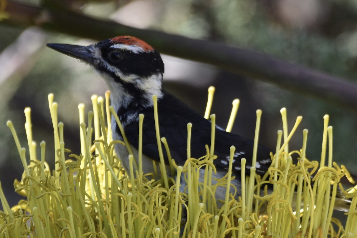 Hairy Woodpecker (Rocky Mts.) - Tom E. Johnson