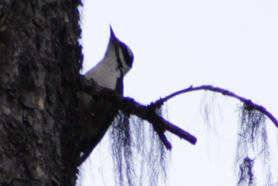 Downy Woodpecker - ML168234271