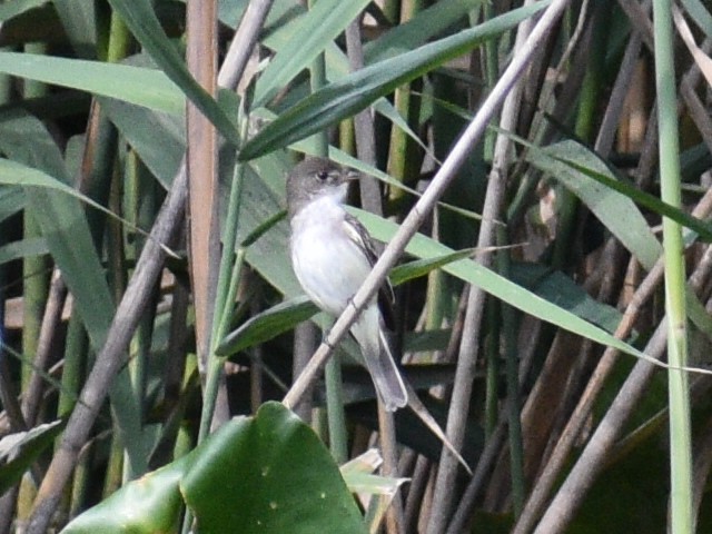 Willow Flycatcher - Patrick McGill