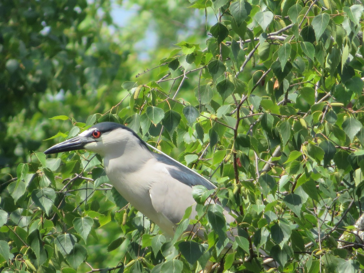 Black-crowned Night Heron - ML168236821