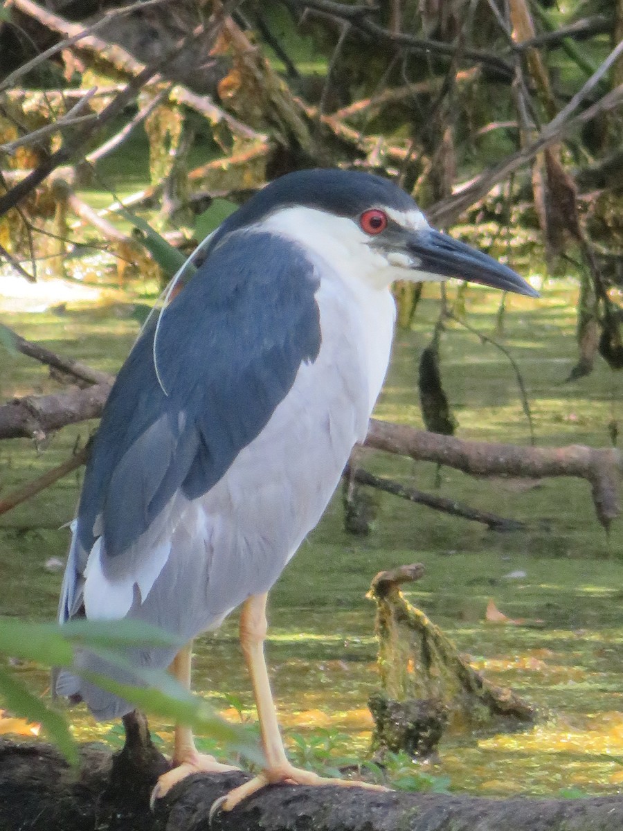 Black-crowned Night Heron - ML168236831