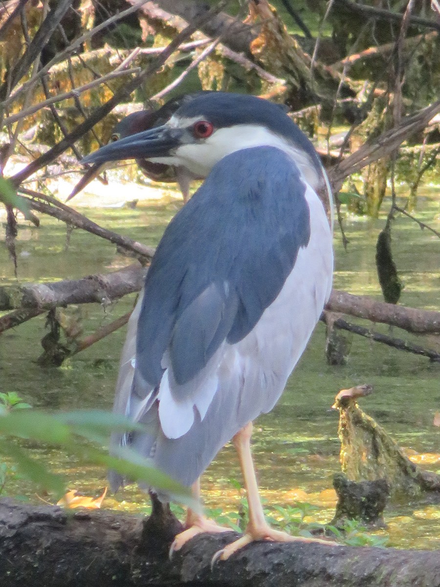 Black-crowned Night Heron - ML168236851