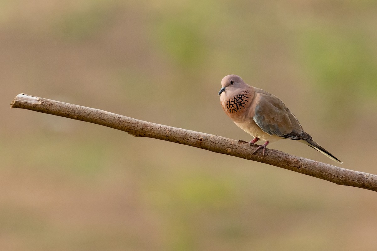 Laughing Dove - Ramesh Desai