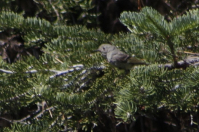 Ruby-crowned Kinglet - ML168238871