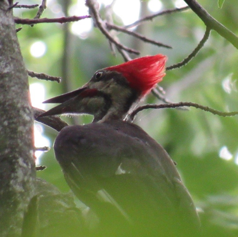 Pileated Woodpecker - ML168239941