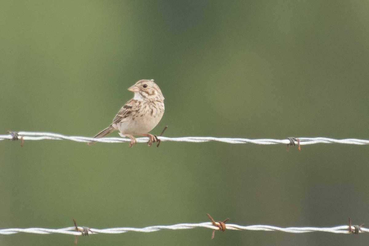 Vesper Sparrow - ML168240621