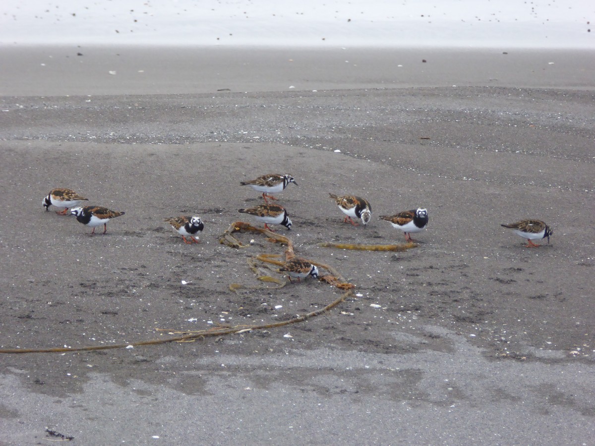 Ruddy Turnstone - ML168241041