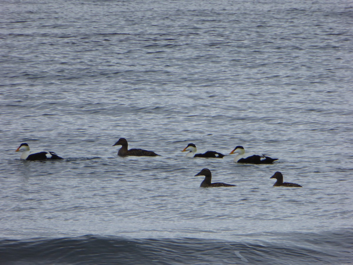 Common Eider - ML168241291