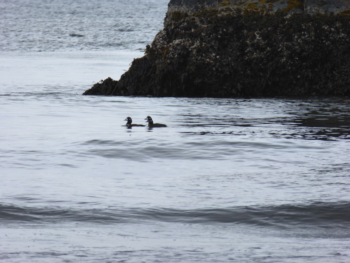 Harlequin Duck - ML168241441