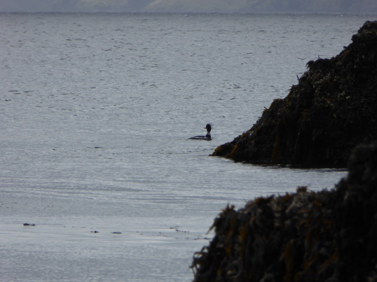 Red-breasted Merganser - ML168241751