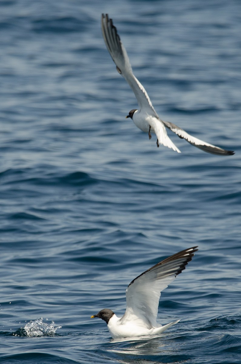 Mouette de Sabine - ML168241791