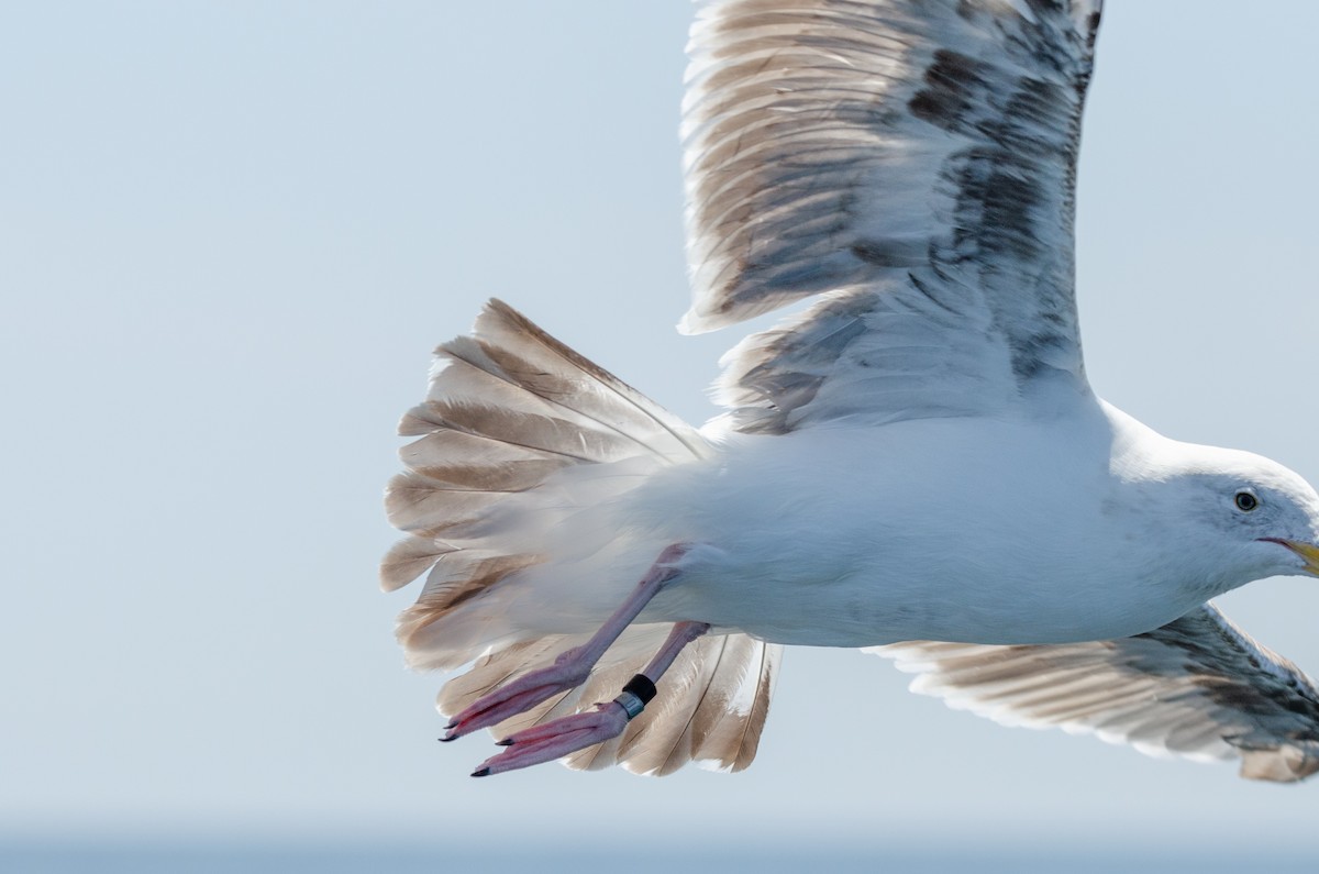 Goéland d'Audubon - ML168241811