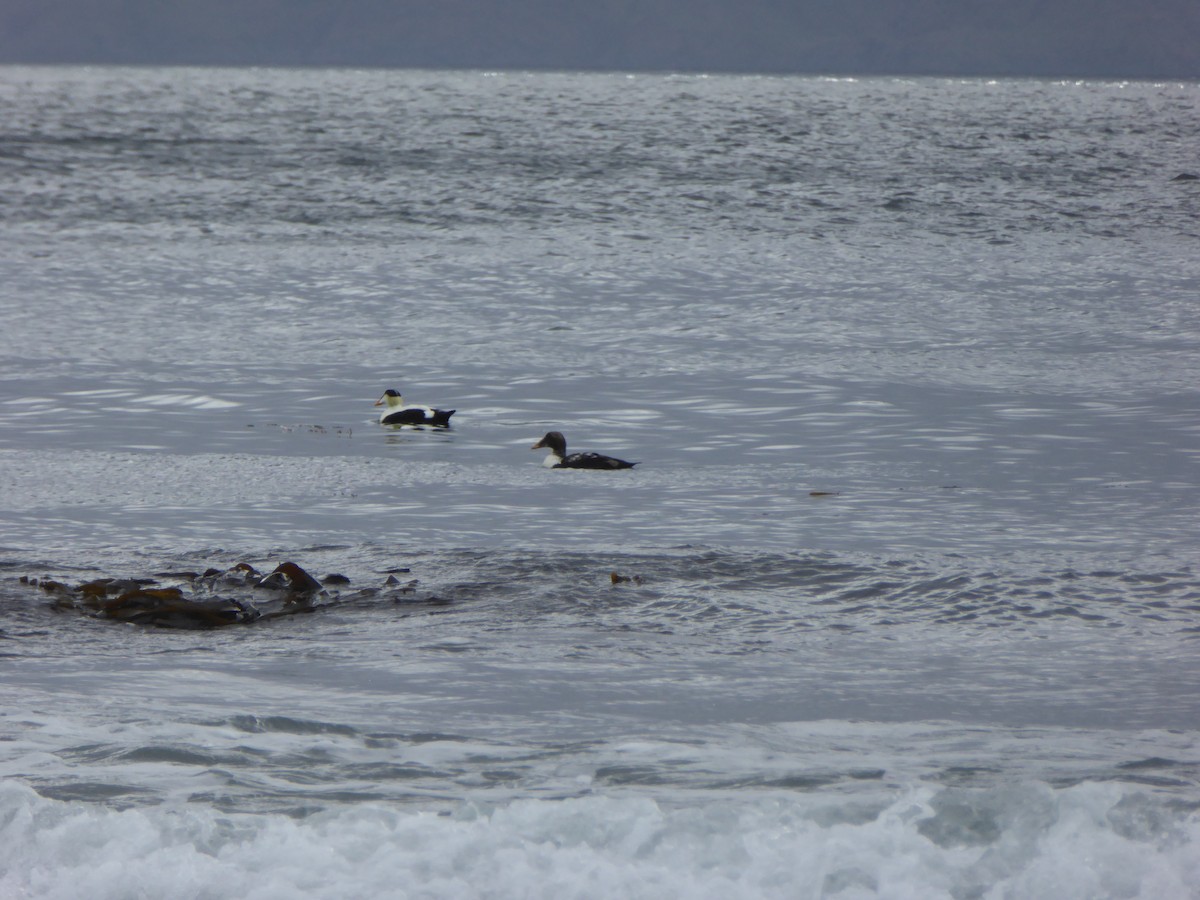 Common Eider - ML168241861