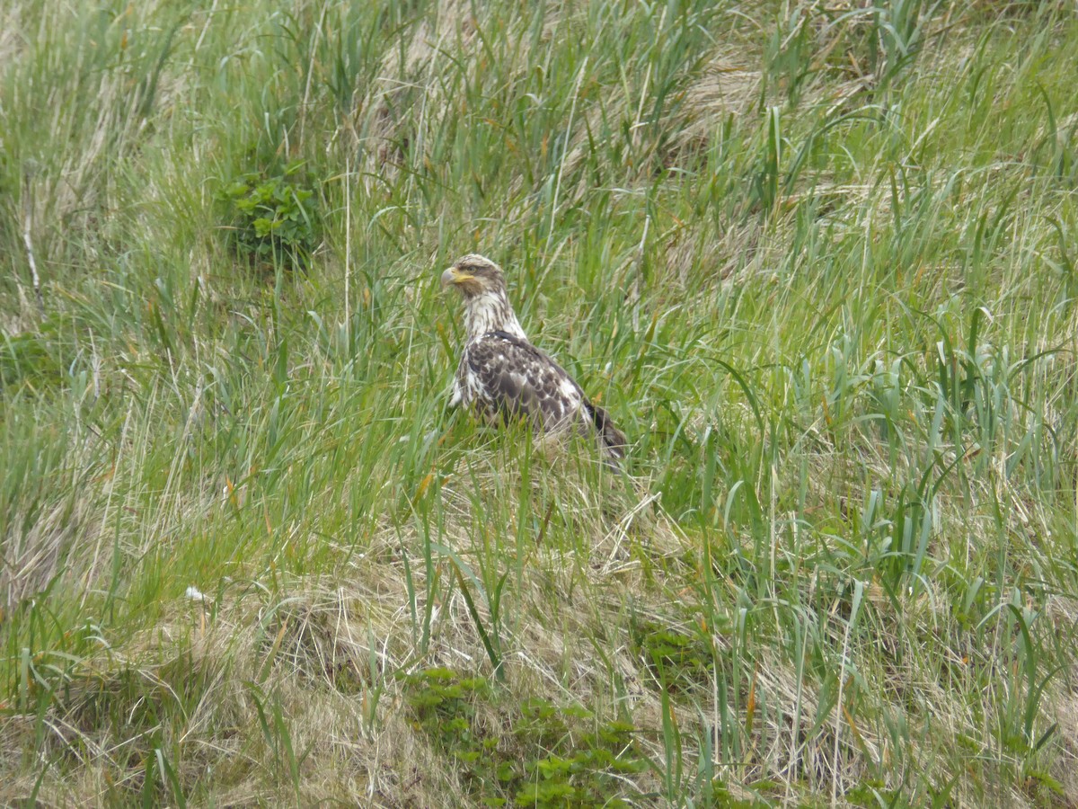 Bald Eagle - ML168242021