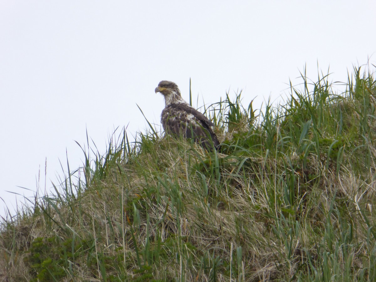 Bald Eagle - ML168242051