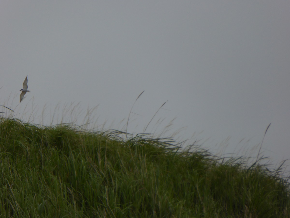 Aleutian Tern - ML168242331