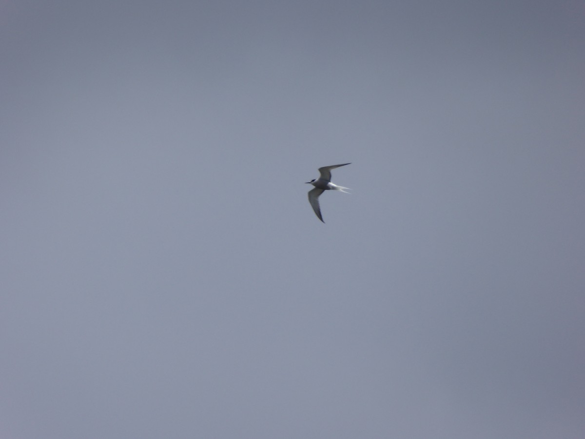 Aleutian Tern - ML168242501