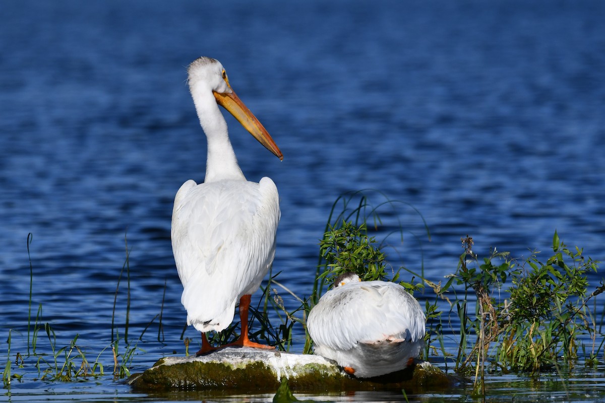 American White Pelican - ML168242661