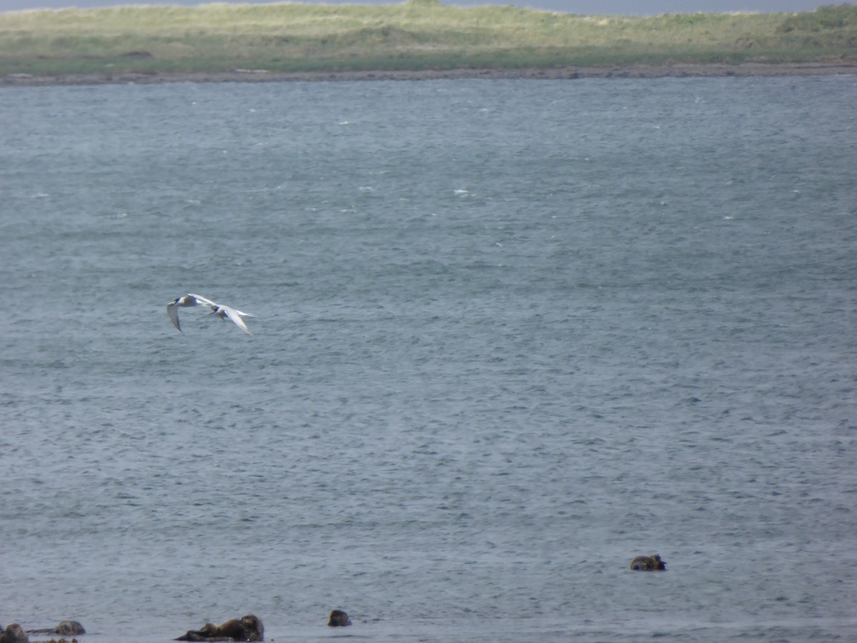 Aleutian Tern - ML168242881