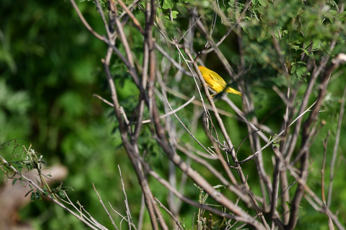 Yellow Warbler - Dan Bormann