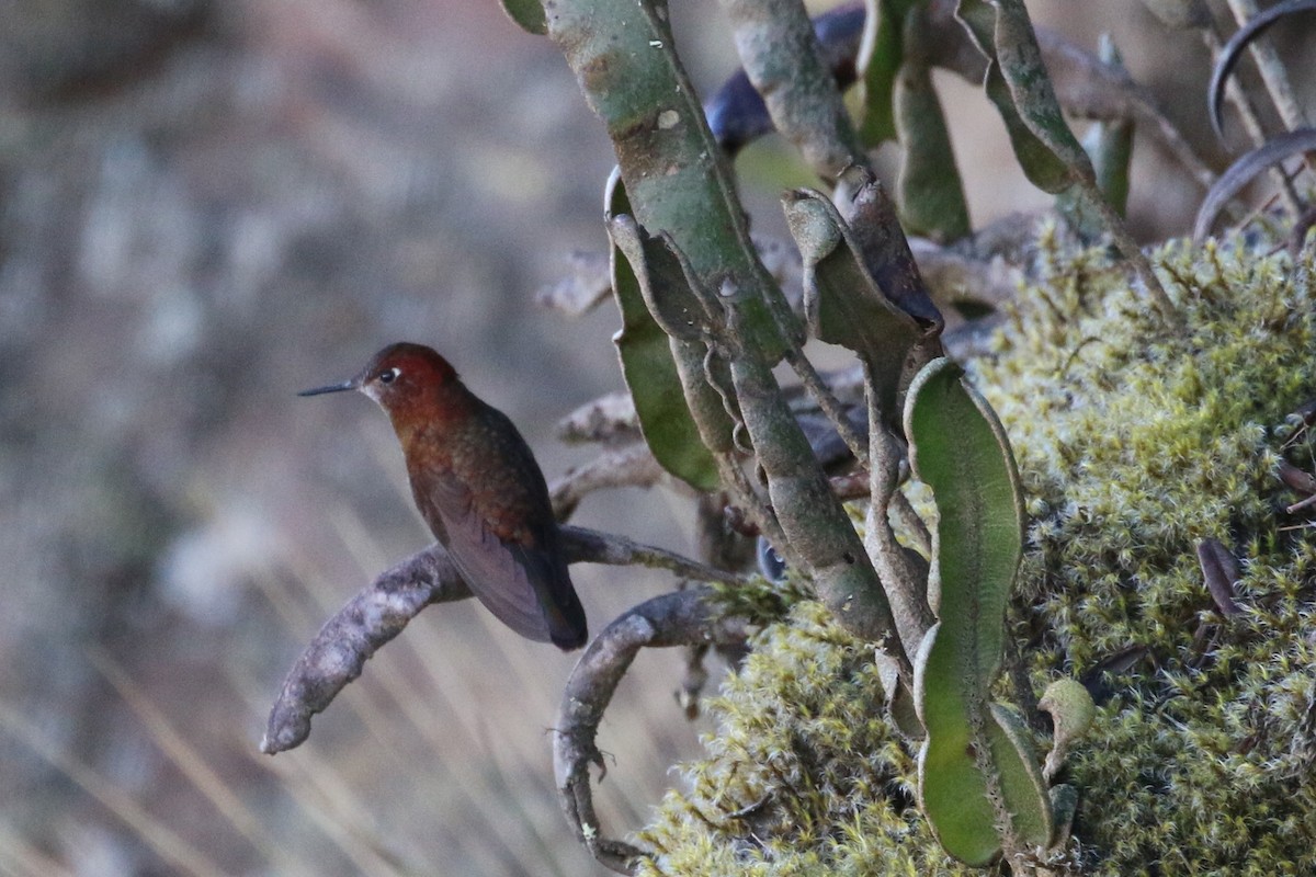 Coppery Metaltail - ML168248371