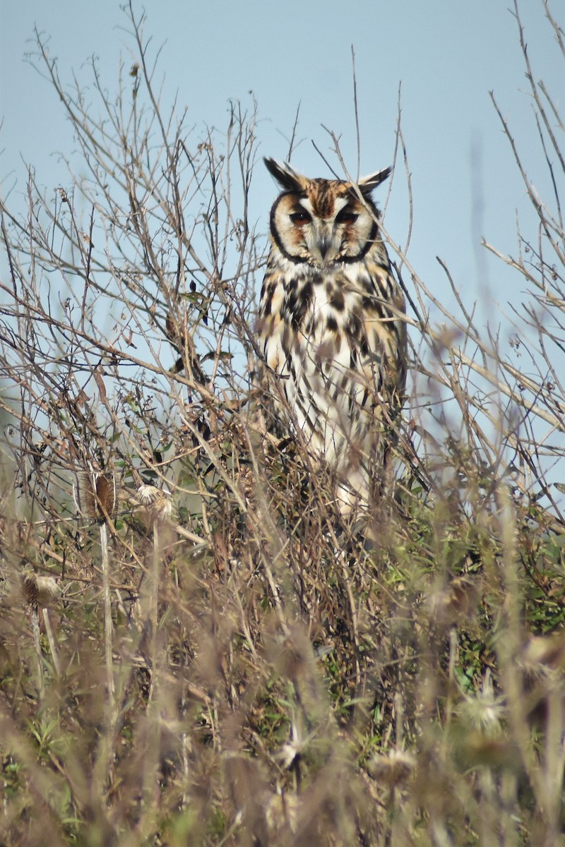 Striped Owl - ML168249301