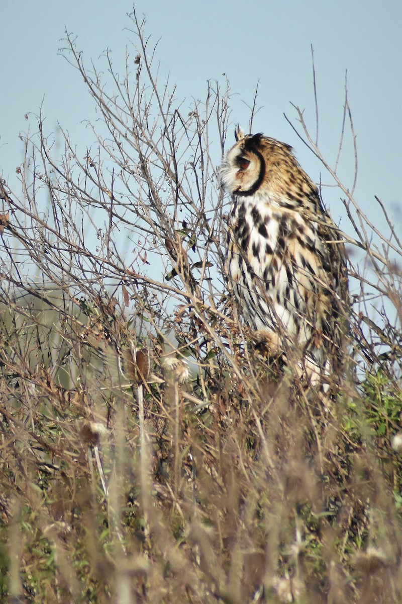 Striped Owl - ML168249311