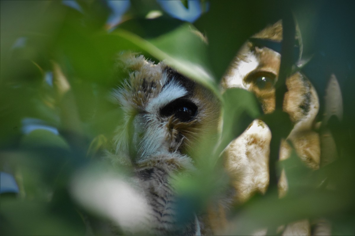 Striped Owl - ML168249431