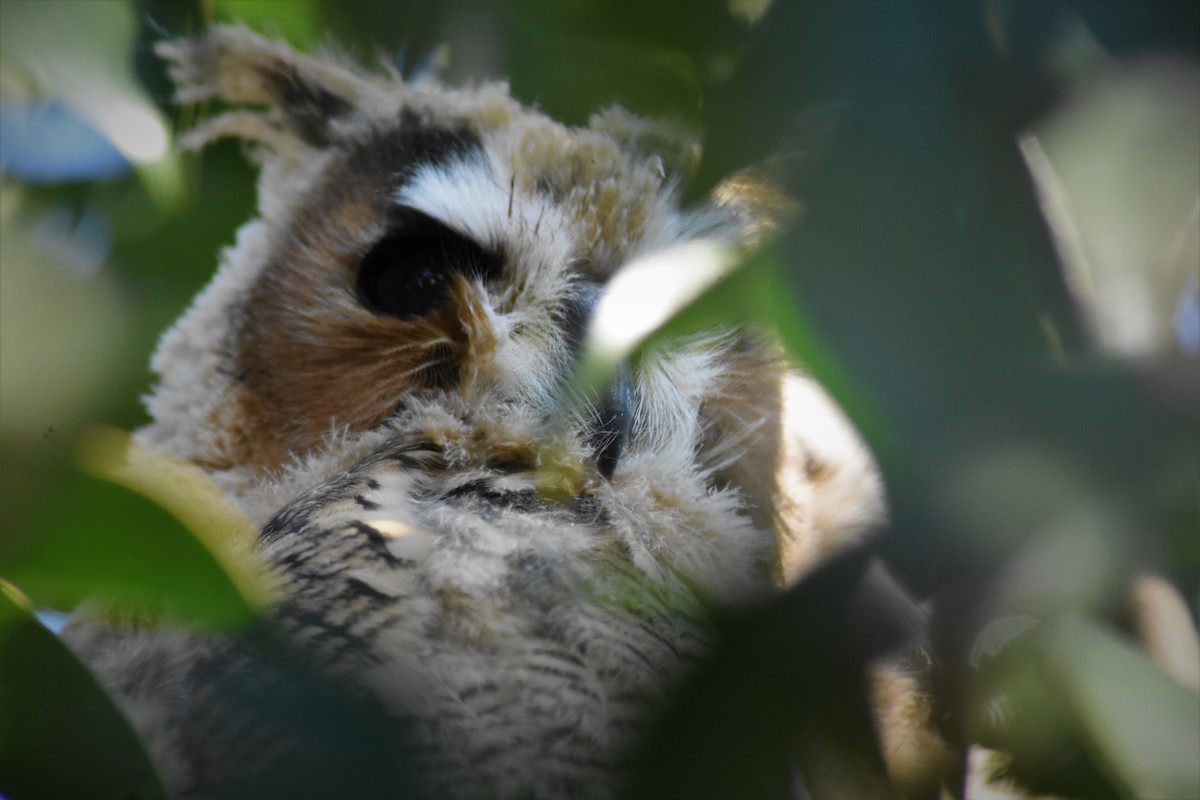 Striped Owl - ML168249471