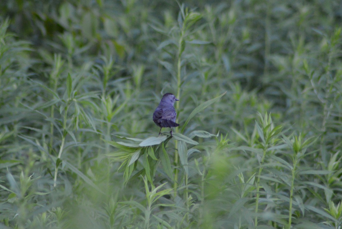 Gray Catbird - Samuel Payne