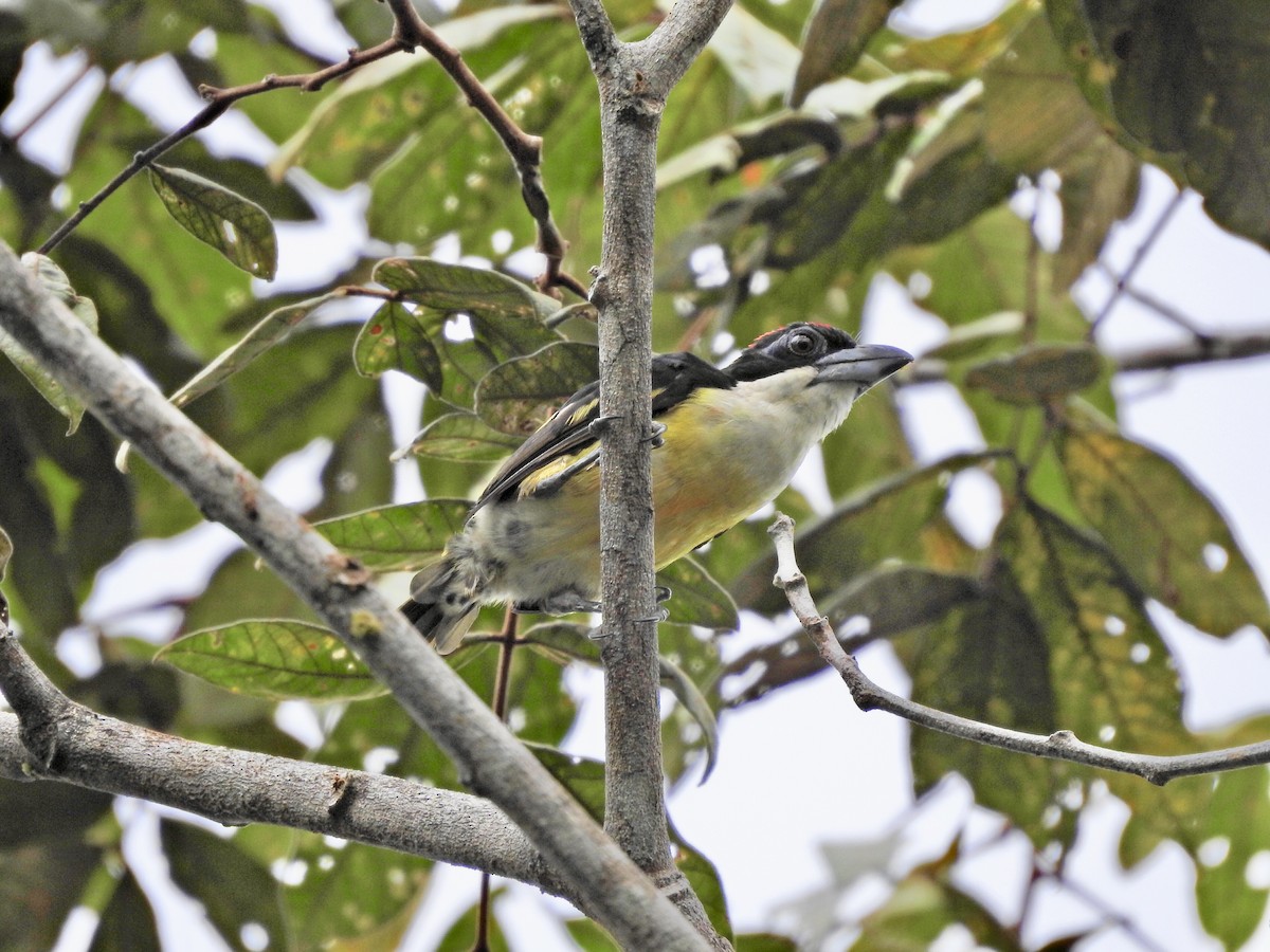 Five-colored Barbet - Ayde Solarte