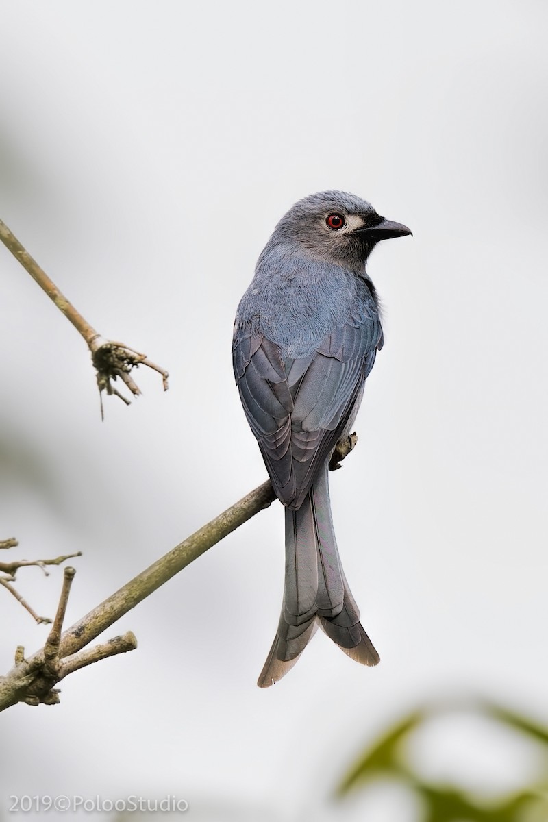 Drongo Cenizo (stigmatops) - ML168250961