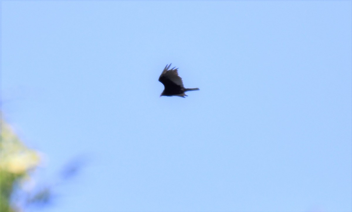 ヒメコンドル - ML168251261