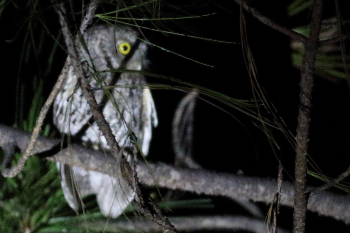 Whiskered Screech-Owl - ML168251411