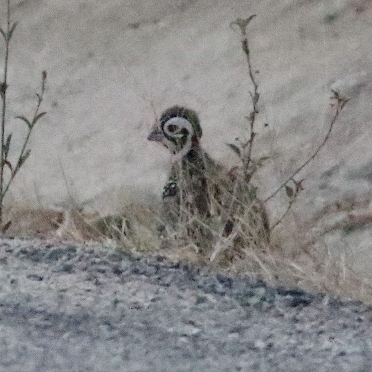 Montezuma Quail - ML168251491