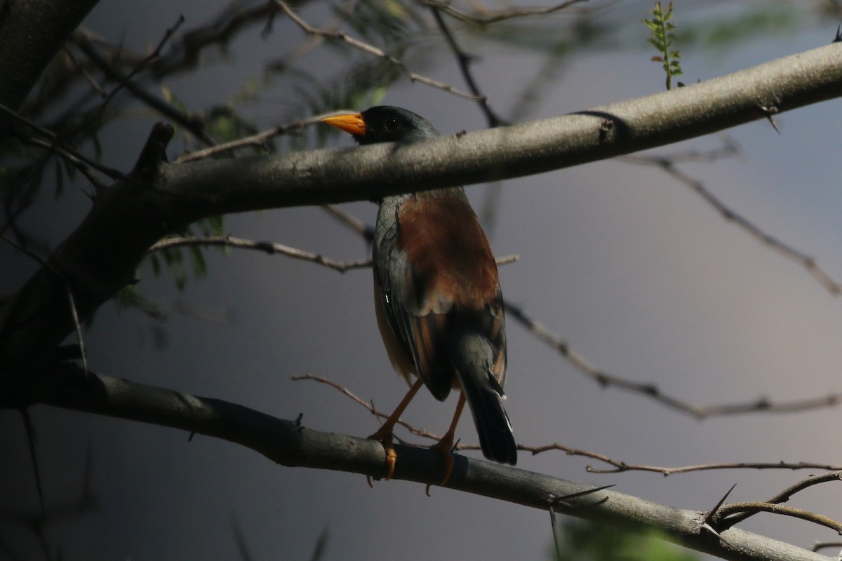 Buff-bridled Inca-Finch - John Sevenair