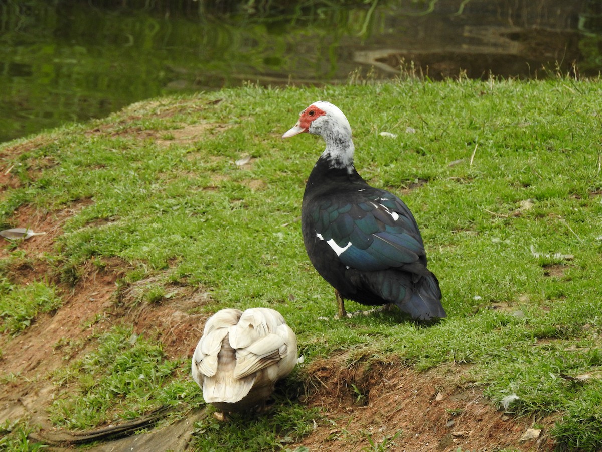 Muscovy Duck (Domestic type) - ML168251791