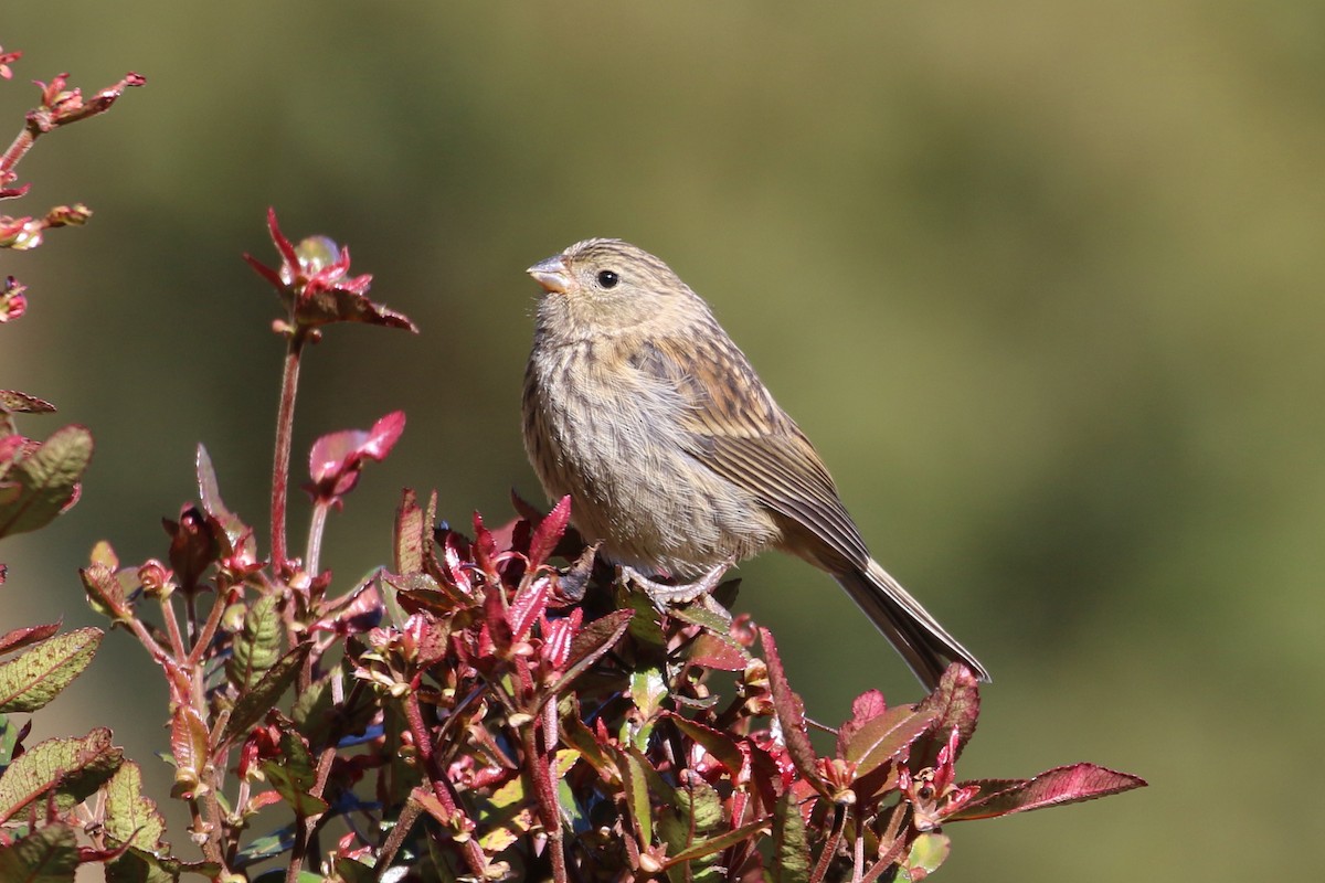 Plain-colored Seedeater - ML168251811