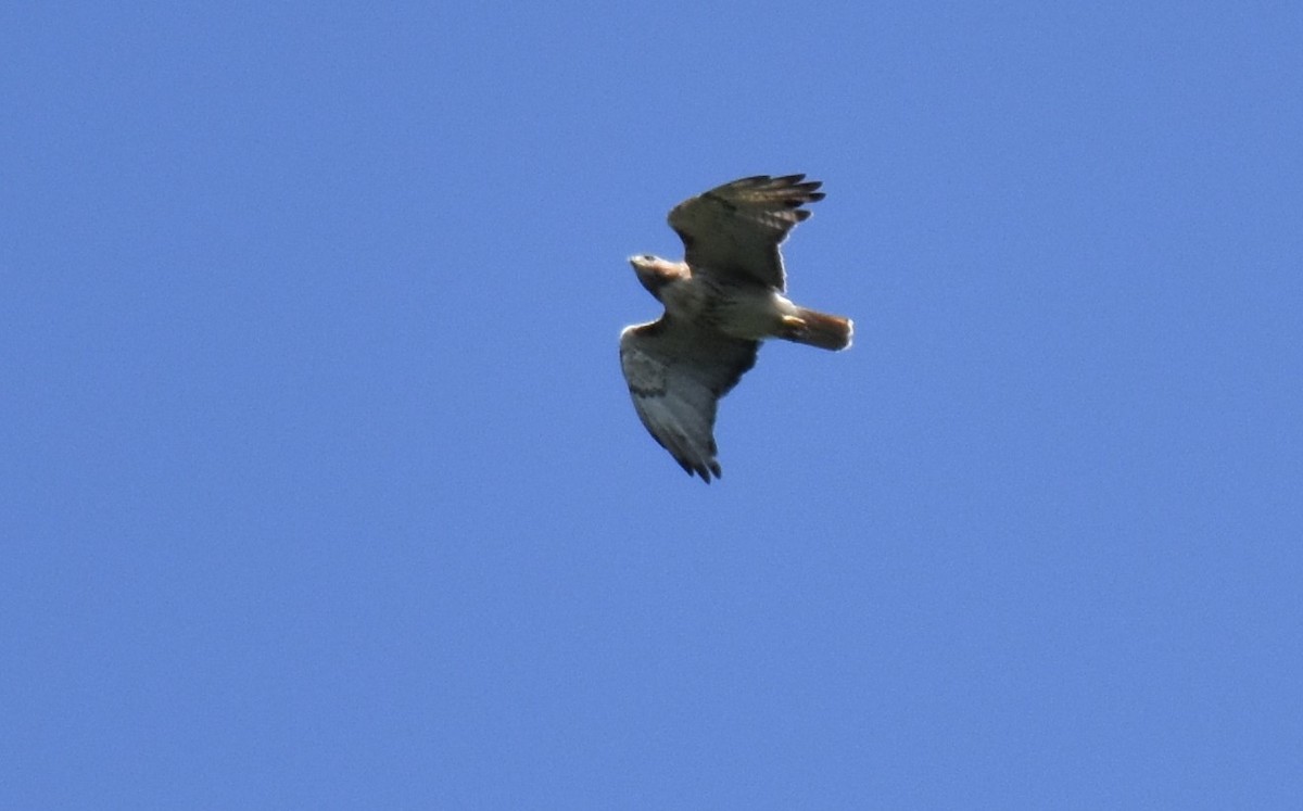 Red-tailed Hawk - ML168252021