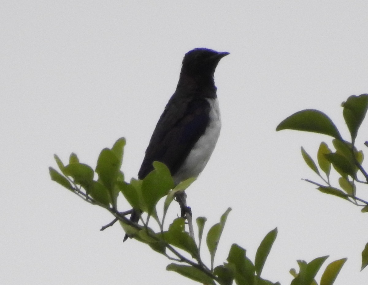 Violet-backed Starling - ML168252291