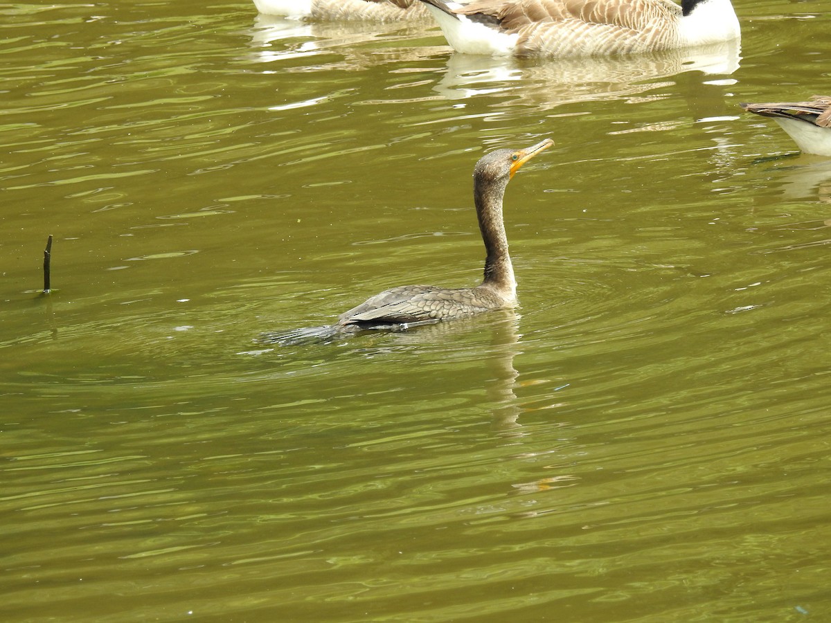 Double-crested Cormorant - ML168252301