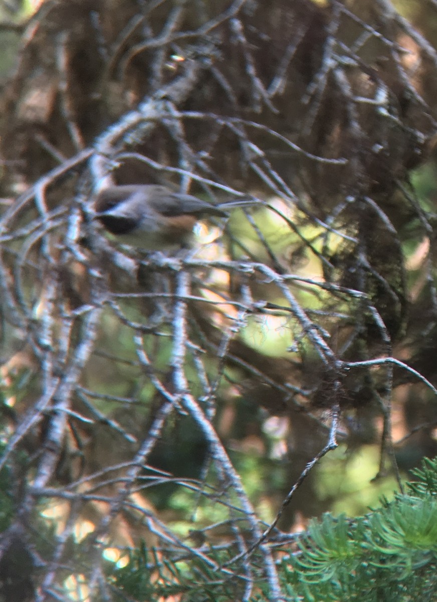 Boreal Chickadee - ML168252891