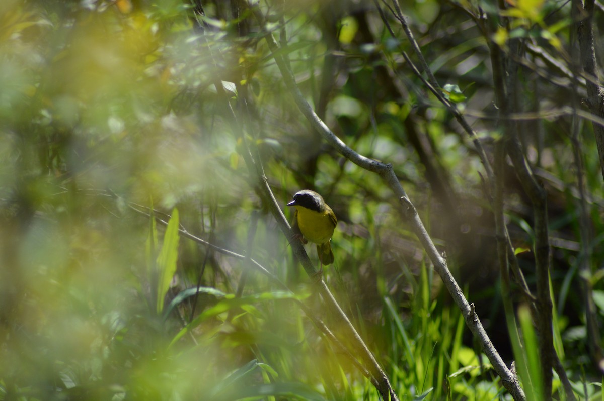 Common Yellowthroat - ML168253851