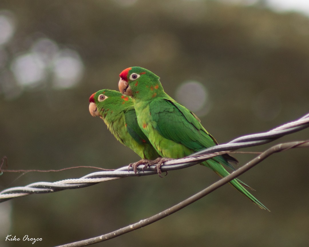 Crimson-fronted Parakeet - José Orozco