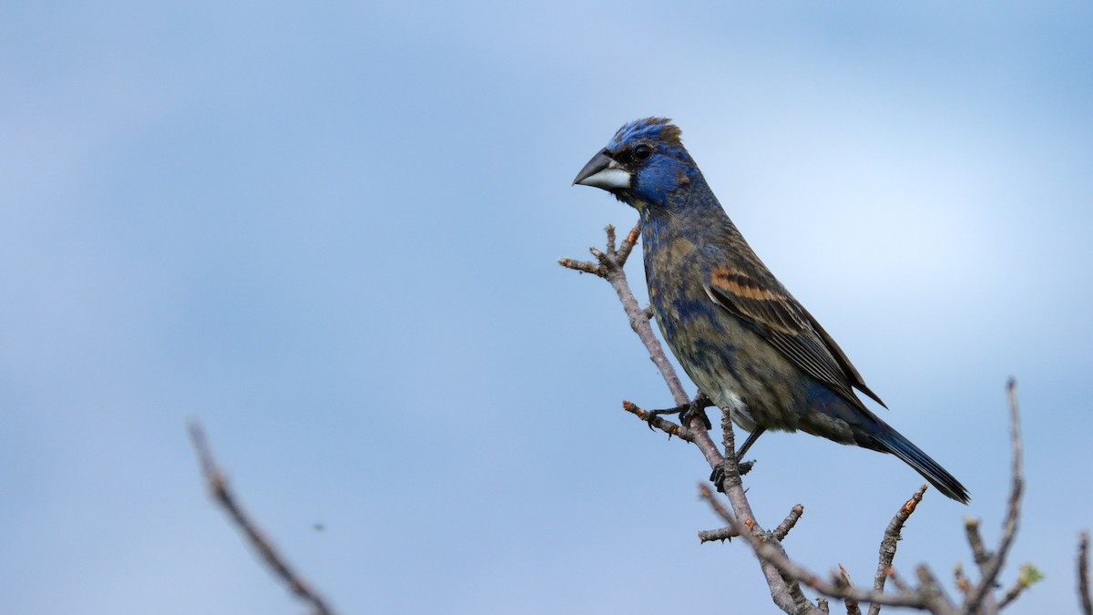 Blue Grosbeak - ML168255771